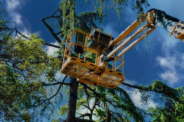 How Our Tree Care Process Works  in  Sebastian, FL