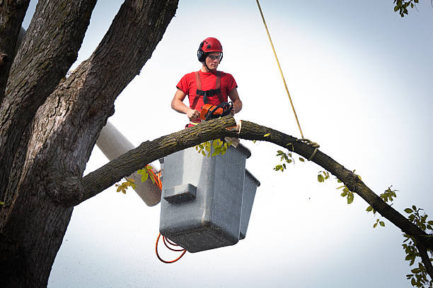 Professional Tree Care Services in Sebastian, FL