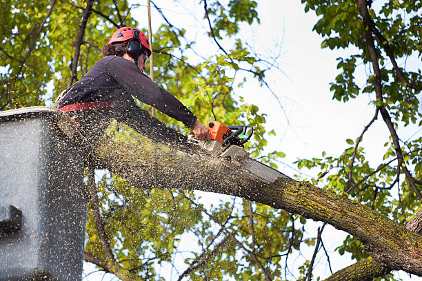 Leaf Removal in Sebastian, FL